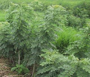 Glyricidia (Seemakonna)